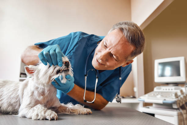 Best Weekend Emergency Dental Services in Concord, NH